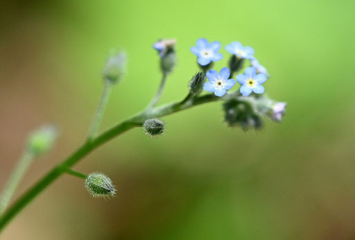 Blütenstand von Myosotis sylvatica agg. - Waldwegrand oberhalb des Hetzelbaches bei Waldbronn-Reichenbach (G. Franke, 14.05.2024)