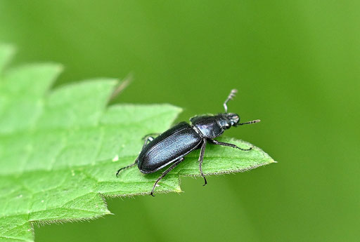 Kleiner Rehschröter - Platycerus caraboides (Familie der Schröter - Lucanidae); Waldwegrand bei Karlsbad-Spielberg (G. Franke, 03.05.2025) Vielen Dank für die Hilfe durch die Facebookgruppe "Käferfreunde Mitteleuropas"