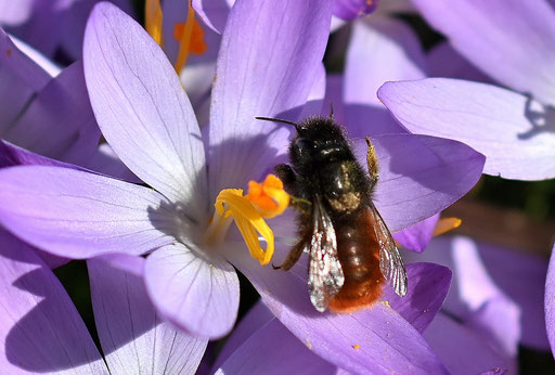 Eine Gehörnte Mauerbiene auf einer Elfen-Krokus-Blüte; Wegrand bei Karlsbad-Spielberg (G. Franke, 02.03.2025)