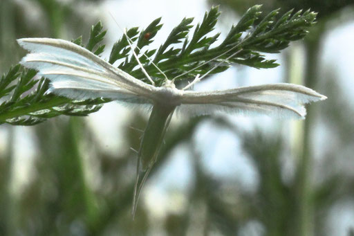 Weiße Winden-Federmotte - Pterophorus pentadactyla - ein Falter mit ca. 25 mm Flügelspannweite aus der Familie der Federmotten; Garten bei Karlsbad-Spielberg (G. Franke, 21.06.2023)