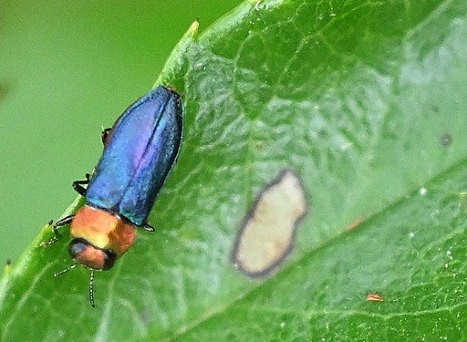 Glänzender Blütenprachtkäfer - Anthaxia nitidula; bei Karlsbad-Spielberg (G. Franke, 06.07.2025)