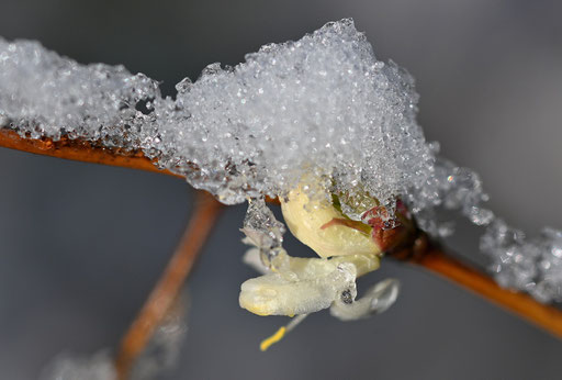 Blüte der Winter-Heckenkirsche (G. Franke, 03.01.2025)