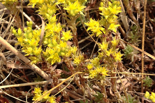 Milder Mauerpfeffer - Sedum sexangulare; Wegrand neben Straße bei Karlsbad-Ittersbach (G. Franke, 15.06.2023)