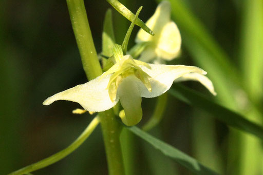 Grünliche Waldhyazinthe - Platanthera chlorantha - Einzelblüte der Orchidee (G. Franke, 31.05.2023)