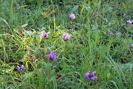 Standort der Großblütigen Braunelle - Prunella grandiflora; bei Dietlingen (G. Franke, 06.08.2011)