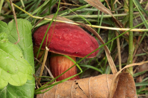 Blutroter Röhrling - Hortiboletus rubellus; Waldwegrand (Mischwald) zwischen Karlsbad-Spielberg und Waldbronn-Etzenrot (G. Franke, 29.06.2023)