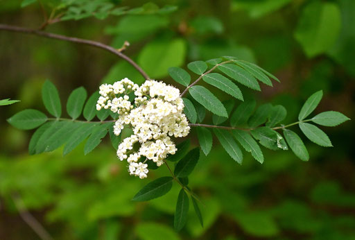 blühende Eberesche - Sorbus aucuparia, am Waldwegrand bei Waldbronn-Etzenrot (G. Franke, 25.04.2024)