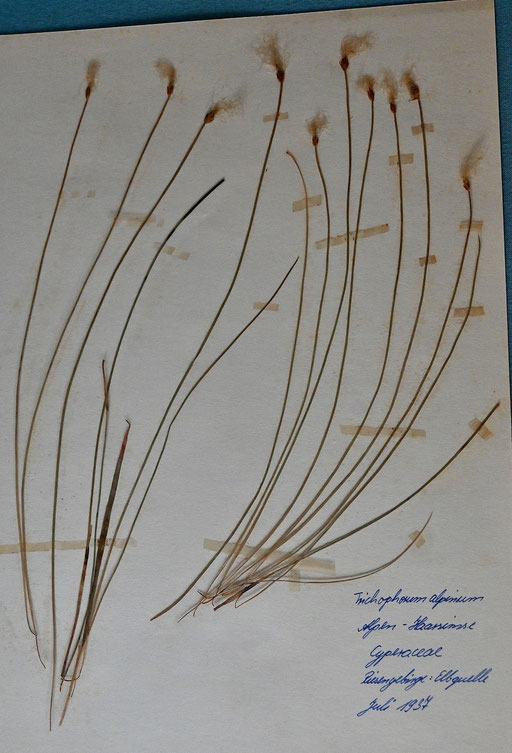 Dr. Thielemann sächsischer Botaniker Riesengebirge 1937