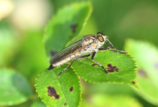 eine Barbarossafliege, eine Raubfliege, die sich von Insekten ernährt und im Garten für ein Gleichgewicht sorgt (G. Franke; 23.06.2025)