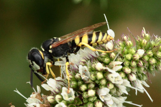 Bienenwolf - Philanthus triangulum; bei Karlsbad-Spielberg - auf Minzeblüten (G. Franke, 26.08.2023)