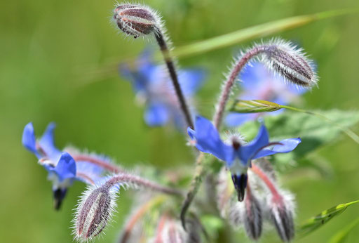 Boretsch - Borago officinalis - Wegböschung zwischen Auerbach und Dietenhausen am Waldrand (G. Franke, 30.04.2025)