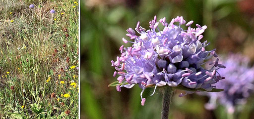 Gewöhnlicher Teufelsabbiss - Succisa pratensis; Magerwiese bei Karlsbad-Spielberg (G. Franke, August 2022)