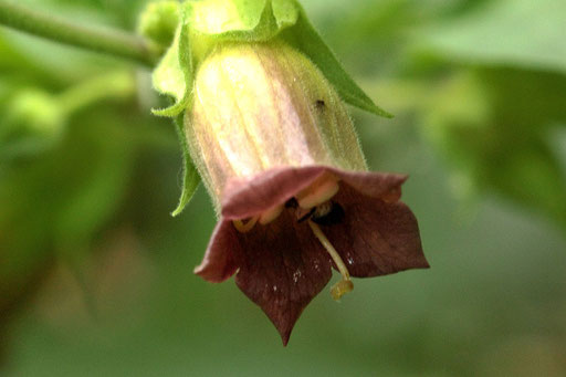 Gewöhnliche Tollkirsche - Atropa bella-donna (G. Franke)