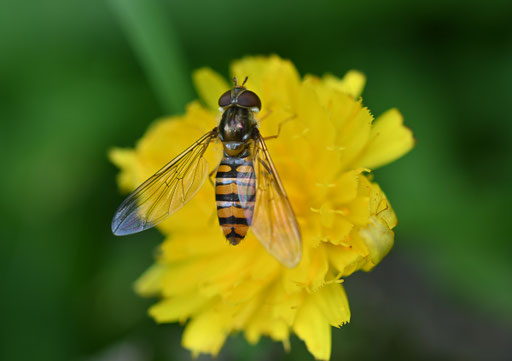 Hain-Schwebfliege - Episyrphus balteatus, auf der Gartenwiese (G. Franke, 23.09.2023)