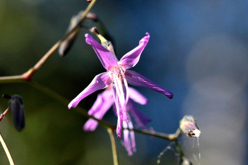 Purpur-Hasenlattich - Prenanthes purpurea (G. Franke)