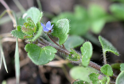 Blühender Efeu-Ehrenpreis - Veronica hederifolia; bei Karlsbad-Spielberg (G. Franke, 25.02.2024)