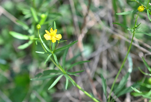 Artengruppe Gold-Hahnenfuß - Ranunculus auricomus agg.; Gebüschrand neben Pfad bei Straubenhardt-Pfinzweiler (G. Franke, 12.04.2025)