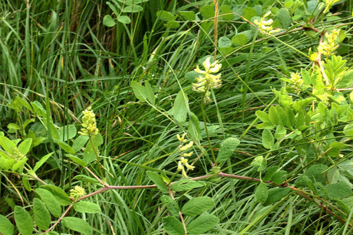 Bärenschote - Astragalus glycyphyllos; bei Ersingen (G. Franke, 05.06.2018)
