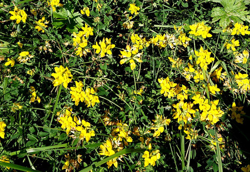 Gewöhnlicher Hornklee - Lotus corniculatus; Streuobstwiese bei Karlsbad-Spielberg (G. Franke, 05.09.2023) 