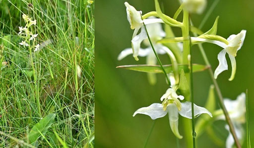 Berg-Waldhyazinthe (Grünliche W.) - Platanthera chlorantha; bei Keltern (G. Franke, 11.06.2024)