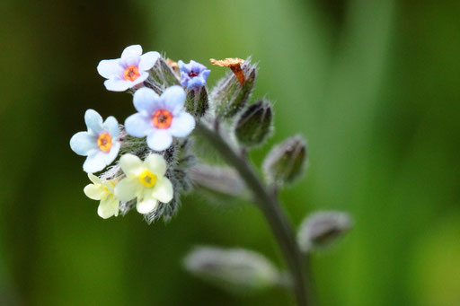Buntes Vergissmeinnicht - Myosotis discolor; Wiesenrand bei Karlsbad-Auerbach (G. Franke, 20.05.2021)