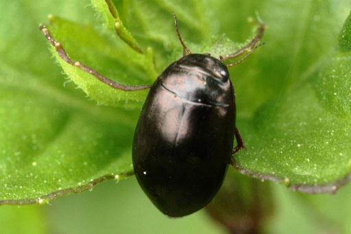 Schwimmkäfer der Gattung Agabus - Agabus sp.; auf einer Wiese außerhalb eines Gewässers bei Spielberg (G. Franke, 21.05.2023) Danke für die Bestimmungshilfe durch Kerbtier.de