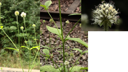 Behaarte Karde - Dipsacus pilosus; Wegböschung zwischen Waldrandweg und Bahngleisen bei Waldbronn-Reichenbach (G. Franke)