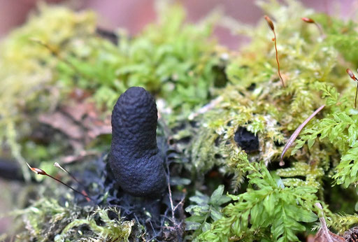 Vielgestaltige Holzkeule -  Xylaria polymorpha; Stubben am Waldwegrand zwischen Karlsbad-Spielberg und K.-Langensteinbach (G. Franke, 18.12.2024)