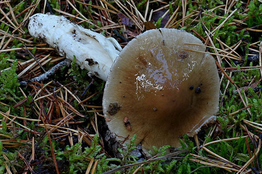 Bild 2 – Fruchtkörper am Fundort. Der sehr schleimige, graubraune Hut ist am Rand gerieft. Foto: Liss Hoffmann.