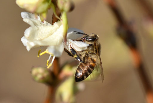 Westliche Honigbiene an den Blüten der Winter-Heckenkirsche - die Blütezeit reicht weit in den Vorfrühling hinein und an sonnigen, frostfreien Tagen fliegen Honigbienen und Hain-Schwebfliegen (G. Franke, 26.01.2025)