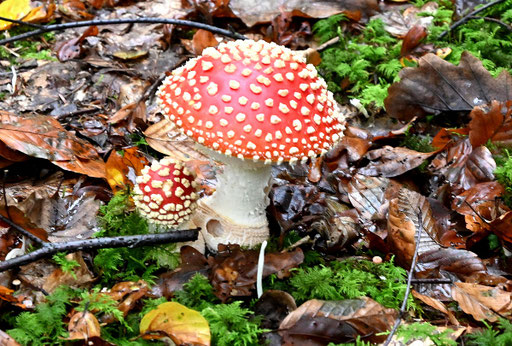 Fliegenpilze - Amanita muscaria; bei Ittersbach (G. Franke, 20.10.2024)