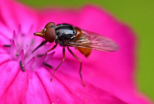 Rhingia rostrata - Orange Schnabelschwebfliege bei Karlsbad-Spielberg - eine seltene Beobachtung (G. Franke, 18.06.2024)