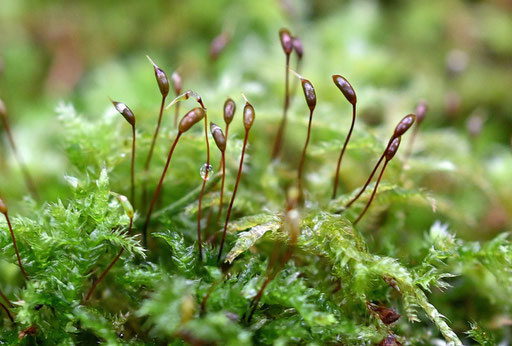 Gemeines Kurzbüchsenmoos - Brachythecium rutabulum; Waldwegrand bei Karlsbad-Spielberg (G. Franke, 20.11.2024)
