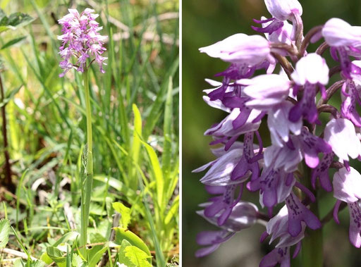 Helm-Knabenkraut - Orchis militaris; Waldwegrand in Nähe Langmartskopf/ Nordschwarzwald (G. Franke, Mai 2022)