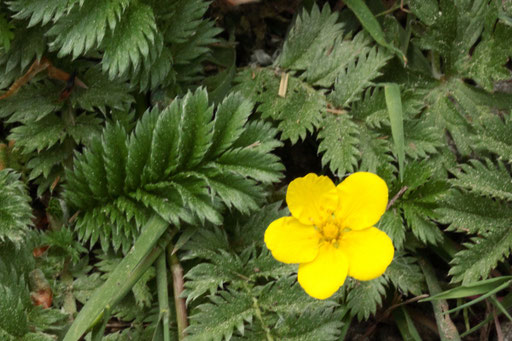 Gänse-Fingerkraut - Potentilla anserina; Wiesenrand bei Karlsbad-Spielberg (G. Franke, 12.05.2022)