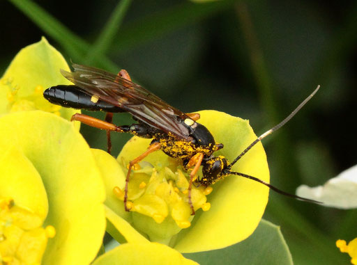 Vierfleck-Höhlenschlupfwespe - Diphyus quadripunctorius; im Garten auf Wolfsmilchblüten (G. Franke, Spielberg, 19.04.2023)