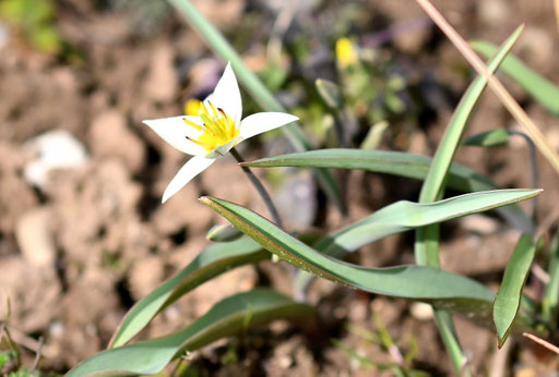 Turkestanische Tulpe - naturnaher Garten im Frühling