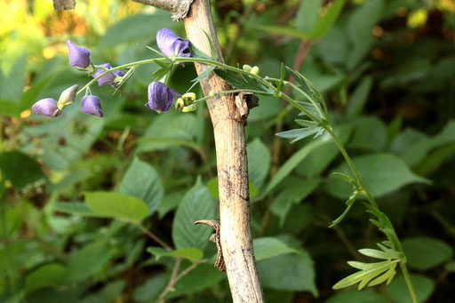 Blauer Eisenhut - Aconitum napellus subsp. neomontanum; zwischen Eyachtal und Rotwasserhütte am Waldwegrand (G. Franke, 24.07.2018)