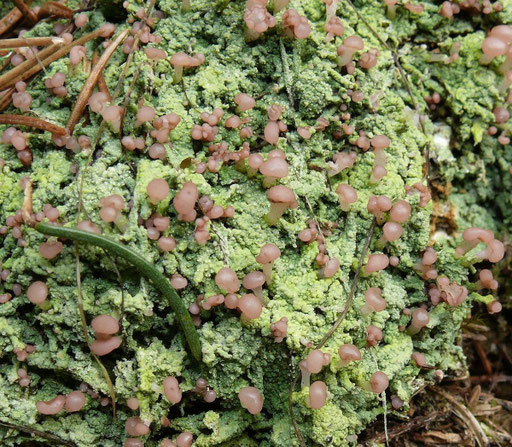 Braune Köpfchenflechte in starker Vergrößerung. Foto: Bernd Haynold (aus wikipedia.org).