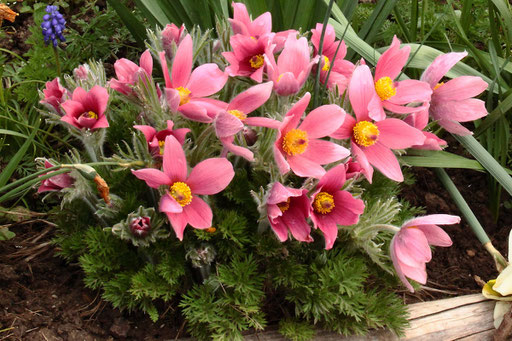 Kuhschelle (Pulsatilla) - Züchtung in einem Garten bei Karlsbad-Spielberg (G. Franke, 13.04.2023)