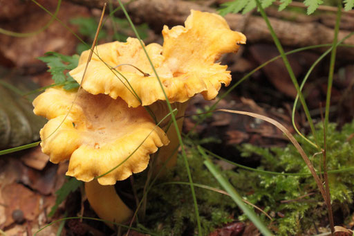 Echter Pfifferling - Cantharellus cibarius; bei Karlsbad-Ittersbach (G. Franke, 27.08.2023)