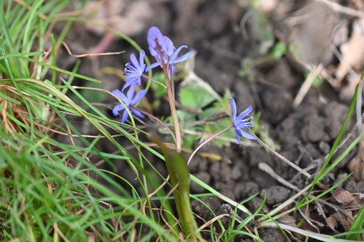 im Halbschatten des Gartens blüht der Zweiblättrige Blaustern auf - Scilla bifolia; eine Art, die man auch wild als heimische Pflanze im Auwald bei Karlsruhe findet (G. Franke, Spielberg, 21.03.2025)
