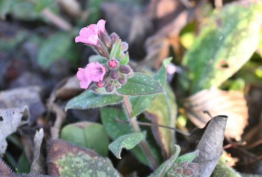 Artengruppe Geflecktes Lungenkraut - Pulmonaria officinalis agg./ Züchtung im Garten aufgeblüht - ein Frühlingsblüher unter den Raublattgewächsen - eine Halbschatten-Pflanze (G. Franke, 11.03.2025)