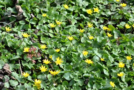 zum Ende des Vorfrühlings steht zwischen den Beerensträuchern das Scharbockskraut - Ranunculus ficaria - in voller Blüte, eine für Insekten wertvolle Raupen- und Nektarpflanze (G. Franke, 19.03.2025)