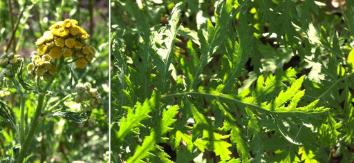 Rainfarn - Tanacetum vulgare; Wiesenrand bei Karlsbad-Spielberg (G. Franke, Juli 2022)