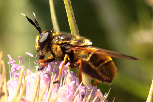 eine seltene Beobachtung an der Blühfläche auf den Blüten der Wilden Karde - Goldene Glanzschwebfliege (Callicera aurata) Rote Liste D - vom Aussterben bedroht (G. Franke, 2023)