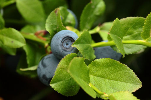 Heidelbeere - Vaccinium myrtillus; Bereich Käpple - Aizenberg, zwischen Bad Herrenalb und Loffenau (G. Franke, Juli 2020)