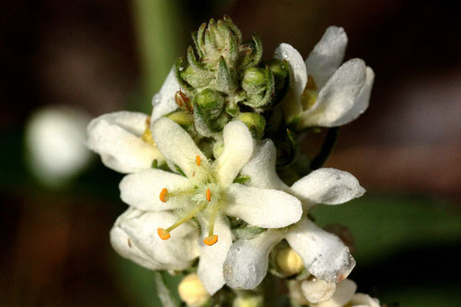 Mehlige Königskerze - Verbascum lychnitis; Wiesenrand bei Waldbronn-Etzenrot (G. Franke, 04.08.2020)