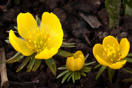 Winterlinge - Eranthis hyemalis; im Gartenbeet - bevorzugt wird ein lockerer, nährstoffreicher Boden am Rande von Laubgehölzen (G. Franke)
