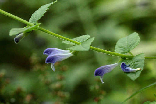 Sumpf-Helmkraut - Scutellaria galericulata; Waldwegrand bei Straubenhardt-Langenalb (G. Franke, Juli 2019)